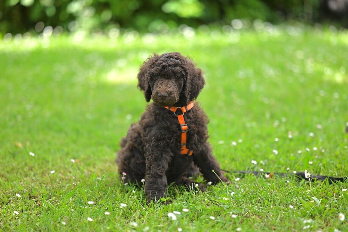 Caring for Your Poodle's Coat: A Guide to the Best Shampoos