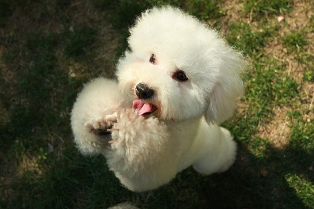 Mastering Obedience: Top Training Games for Your Poodle