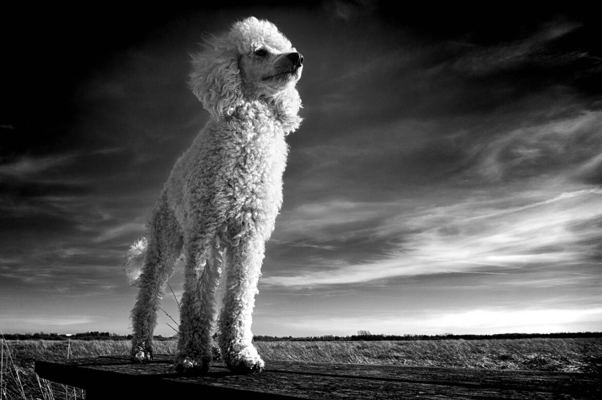 Unraveling the Mystery: Why Is My Poodle So Hyper?