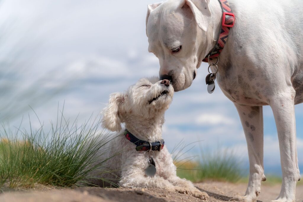 Mastering Weight Management for Poodles