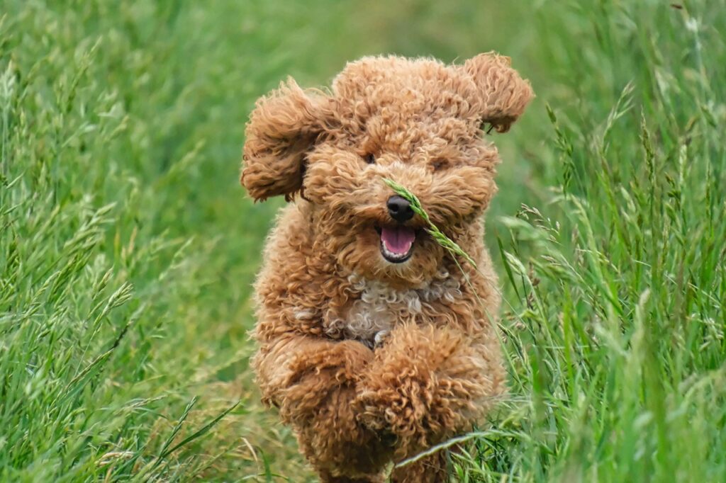 Mastering the Art of Poodle Socialization