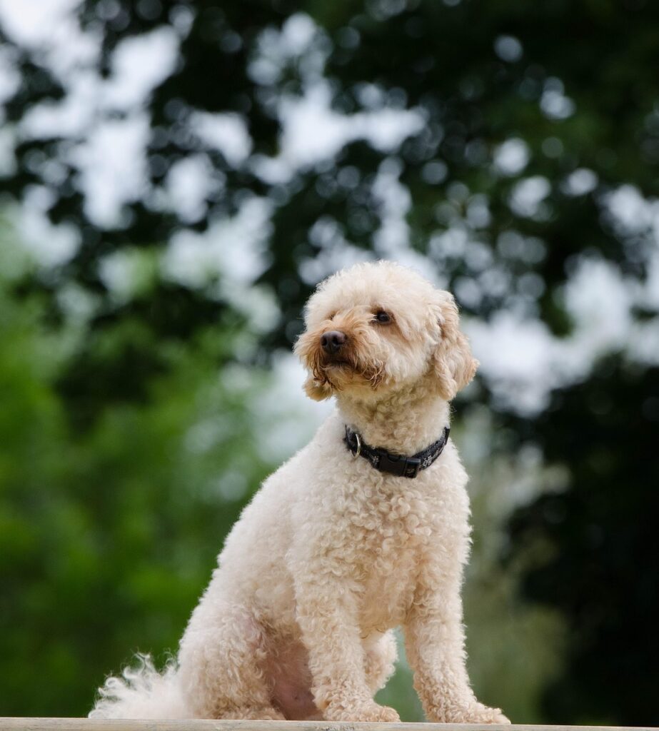 Optimal Nutrients for Poodle Vitality