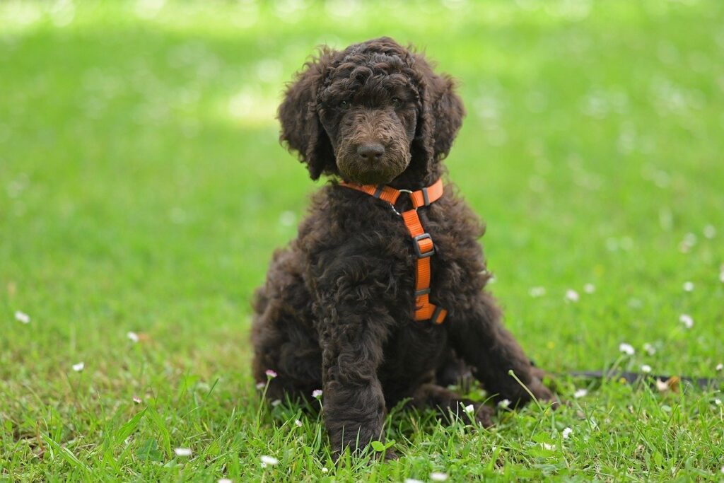 Top Dog Foods for Poodles: Nutrition