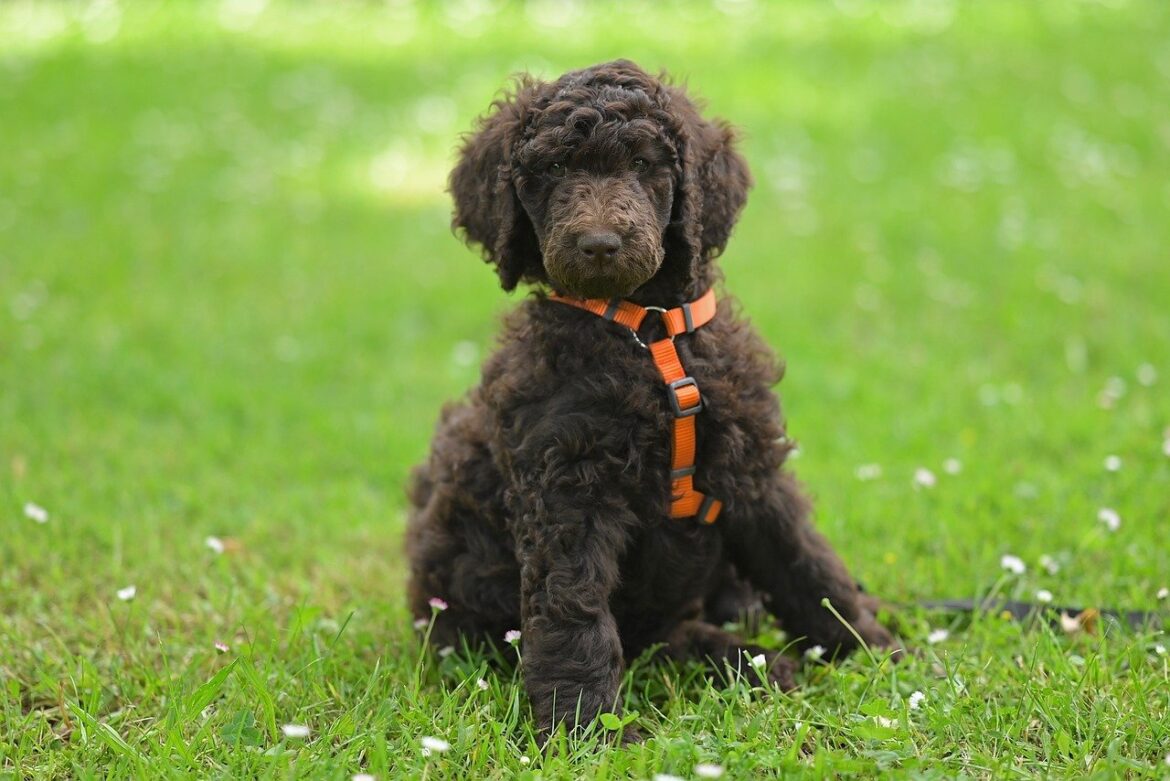 Top Dog Foods for Poodles: Nutrition