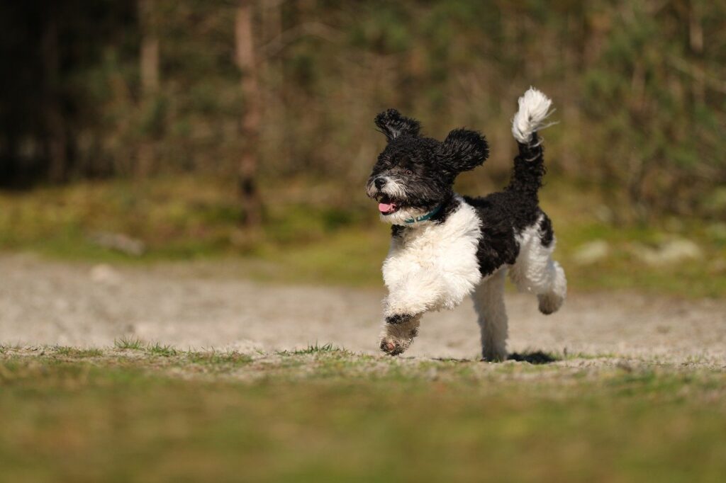 Mastering Crate Training: Essential Tips for Your Poodle
