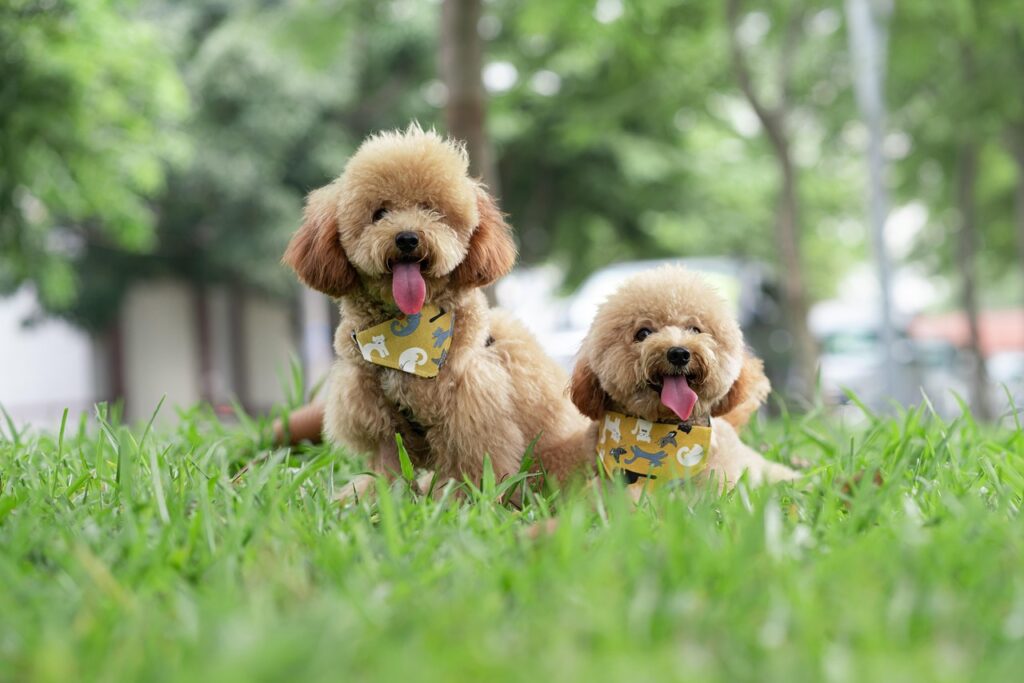 Mastering the Art of Poodle Grooming: Tips for a Perfect Home Routine