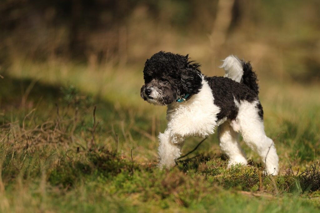 Hidden Hazards: Everyday Snacks Toxic to Poodles