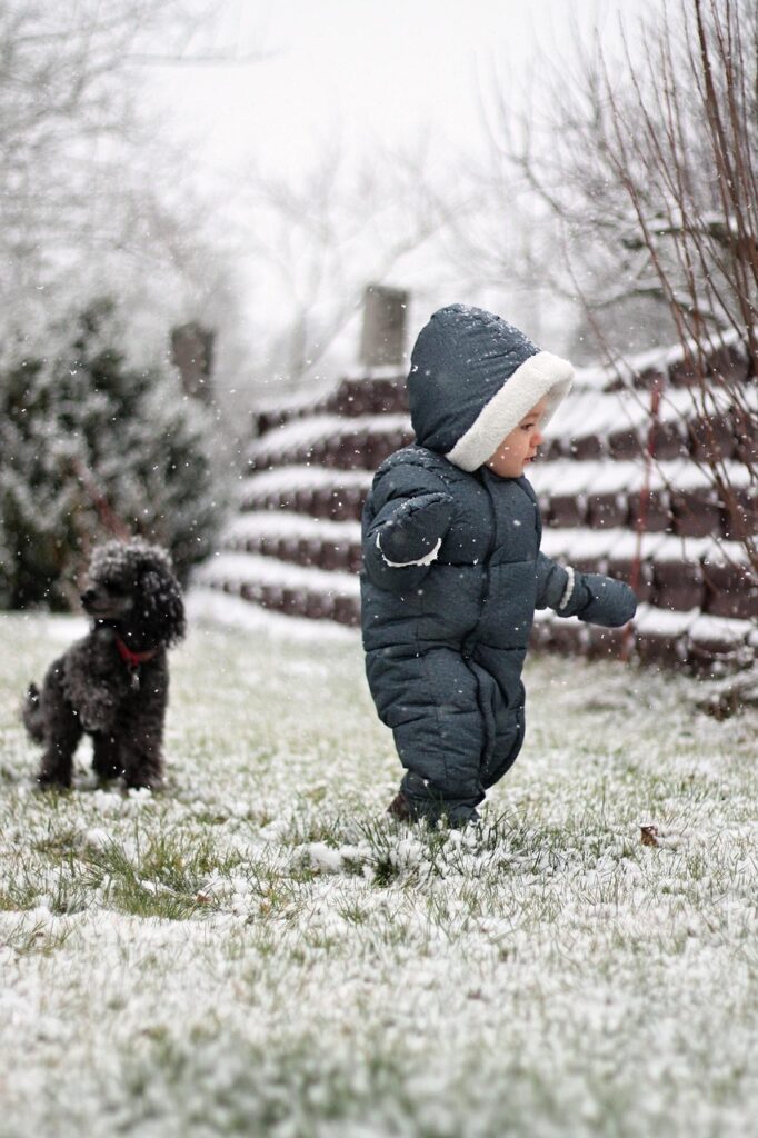 Exploring Poodle Varieties: From Toy to Standard