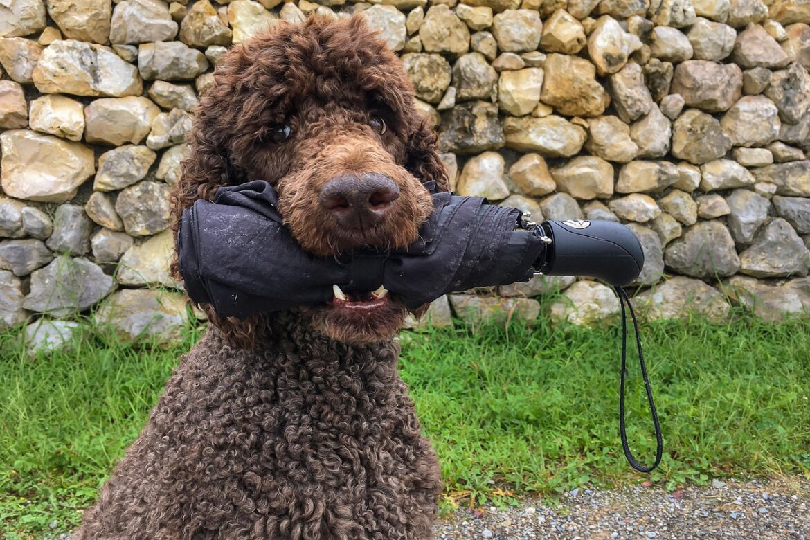 Optimal Nutrition for Poodles: Is Raw Best?