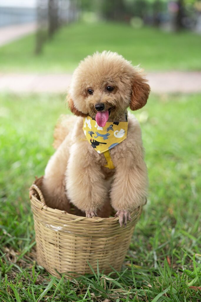 Exploring Poodle Lifespan Variations: Toy