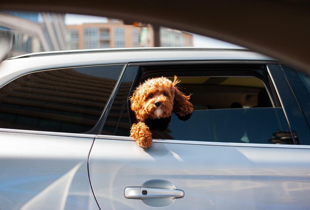 Mastering Mealtime: A Comprehensive Nutrition Guide for Poodle Puppies